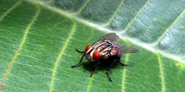 A close up of a fly on a leaf